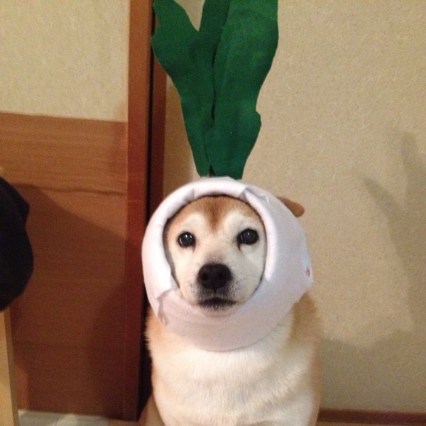 Claro. Não foram os cães que fizeram suas fantasias, mas este casal de Shiba Inu pode ser considerado um fenômeno do cosplay. Essa duplinha mora em Yokohama, no Japão, e seu dono, o usuário do Twitter C_Suzuki, posta várias fotos deles com as mais diversas fantasias.