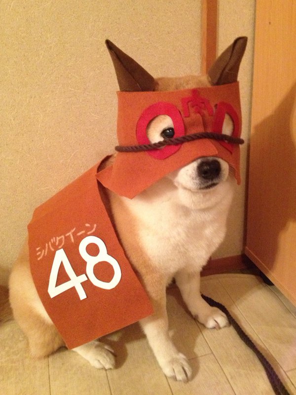 Claro. Não foram os cães que fizeram suas fantasias, mas este casal de Shiba Inu pode ser considerado um fenômeno do cosplay. Essa duplinha mora em Yokohama, no Japão, e seu dono, o usuário do Twitter C_Suzuki, posta várias fotos deles com as mais diversas fantasias.