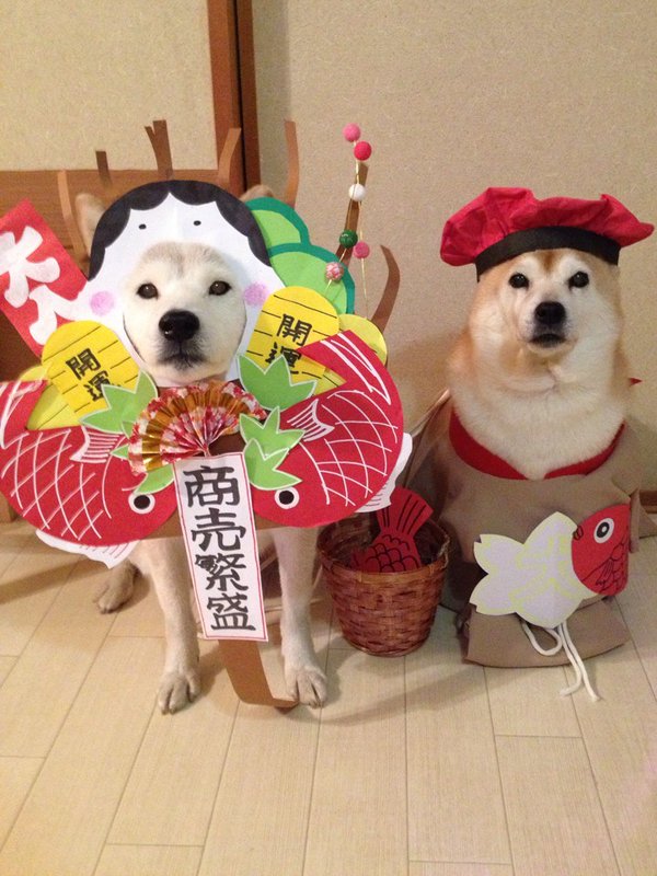 Claro. Não foram os cães que fizeram suas fantasias, mas este casal de Shiba Inu pode ser considerado um fenômeno do cosplay. Essa duplinha mora em Yokohama, no Japão, e seu dono, o usuário do Twitter C_Suzuki, posta várias fotos deles com as mais diversas fantasias.