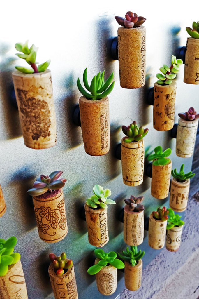 As rolhas de vinho ganham mais cor como suporte de plantas
