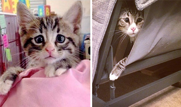 O reinado do Grumpy Cat e sua cara de mau-humor pode estar perto do fim. Este gatinho aí na galeria se cham Bum, o Worried Cat. Ele e seus olhinhos vesgos parecem sempre estarem com uma cara de preocupação enquanto olham para você.  