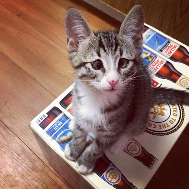 O reinado do Grumpy Cat e sua cara de mau-humor pode estar perto do fim. Este gatinho aí na galeria se cham Bum, o Worried Cat. Ele e seus olhinhos vesgos parecem sempre estarem com uma cara de preocupação enquanto olham para você.  