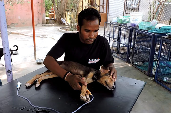 Magra, fraca, faminta e sofrendo de uma doença que pode ser fatal em cães, a cinomose, esta filhotinha foi encontrada à beira de uma estrada em Udaipur, na Índia, deixado por seu dono para morrer. Assim que a equipe da Animal Aid Unlimited se aproximou da cachorrinha, ela ainda teve forças para abanar seu rabo. Eles imediatamente começaram seu tratamento aplicando soro antibióticos. Após 14 dias de tratamento intenso, ela voltou a comer e andar.