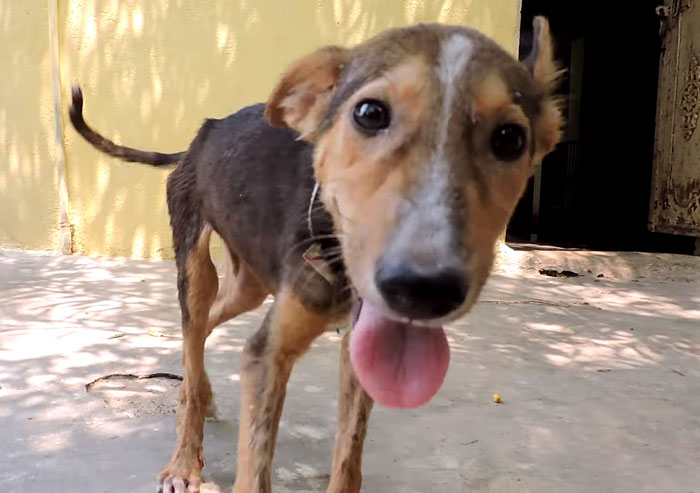 Magra, fraca, faminta e sofrendo de uma doença que pode ser fatal em cães, a cinomose, esta filhotinha foi encontrada à beira de uma estrada em Udaipur, na Índia, deixado por seu dono para morrer. Assim que a equipe da Animal Aid Unlimited se aproximou da cachorrinha, ela ainda teve forças para abanar seu rabo. Eles imediatamente começaram seu tratamento aplicando soro antibióticos. Após 14 dias de tratamento intenso, ela voltou a comer e andar.