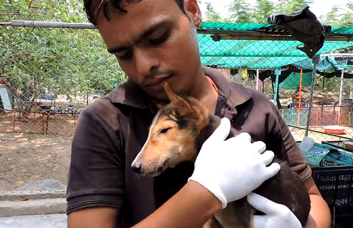 Magra, fraca, faminta e sofrendo de uma doença que pode ser fatal em cães, a cinomose, esta filhotinha foi encontrada à beira de uma estrada em Udaipur, na Índia, deixado por seu dono para morrer. Assim que a equipe da Animal Aid Unlimited se aproximou da cachorrinha, ela ainda teve forças para abanar seu rabo. Eles imediatamente começaram seu tratamento aplicando soro antibióticos. Após 14 dias de tratamento intenso, ela voltou a comer e andar.