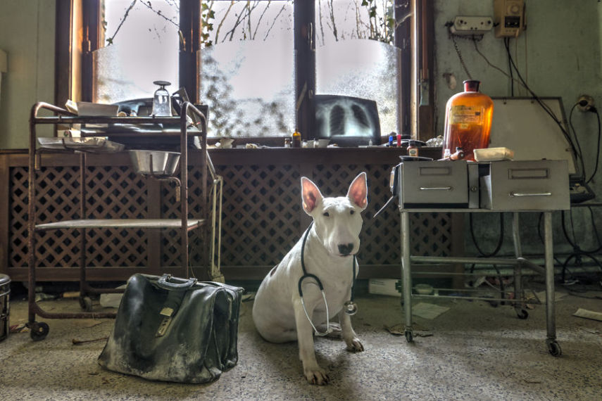 A fotógrafa Alice van Kempen viaja a Europa e retrata sua cadela em prédios e outros lugares abandonados