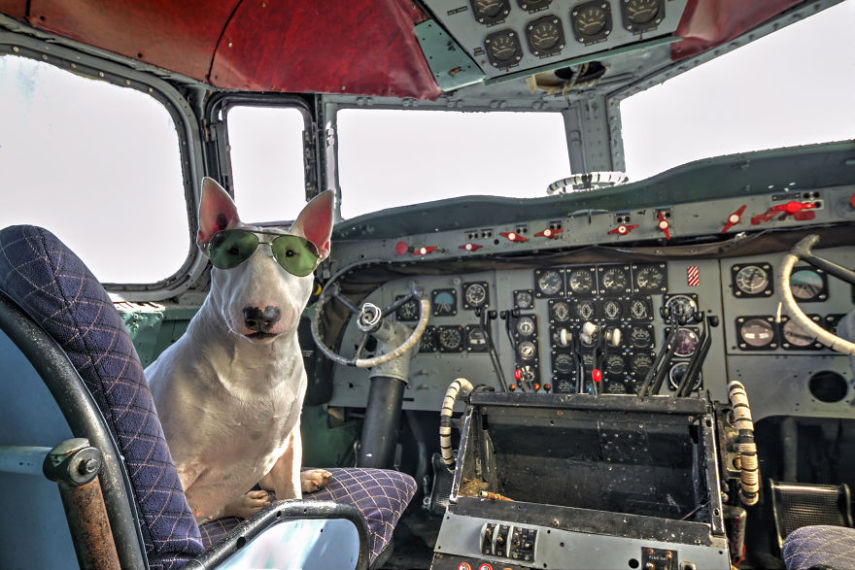 A fotógrafa Alice van Kempen viaja a Europa e retrata sua cadela em prédios e outros lugares abandonados