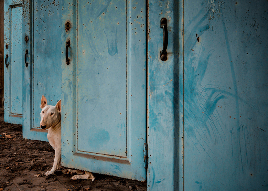 A fotógrafa Alice van Kempen viaja a Europa e retrata sua cadela em prédios e outros lugares abandonados