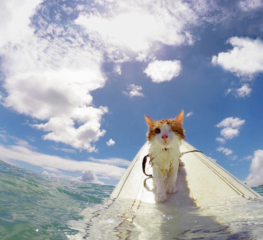 Kuli é um gatinho que perdeu a visão de um dos olhos. Se você acha que isso o limita na vida, está pra lá de enganado. Seus donos, Alexandra Gomez e Krista Littleton, moram em Honolulu, no Havaí, e desde seus seis meses de idade o levam para surfar com ele.  O gatinho foi resgatado das ruas  e estava abaixo do peso. Durante sua recuperação após uma cirurgia no olho, Kuli era constantemente banhado, o que fez se acostumar com a água. 