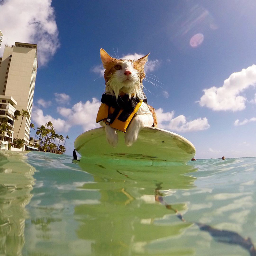 Kuli é um gatinho que perdeu a visão de um dos olhos. Se você acha que isso o limita na vida, está pra lá de enganado. Seus donos, Alexandra Gomez e Krista Littleton, moram em Honolulu, no Havaí, e desde seus seis meses de idade o levam para surfar com ele.  O gatinho foi resgatado das ruas  e estava abaixo do peso. Durante sua recuperação após uma cirurgia no olho, Kuli era constantemente banhado, o que fez se acostumar com a água. 