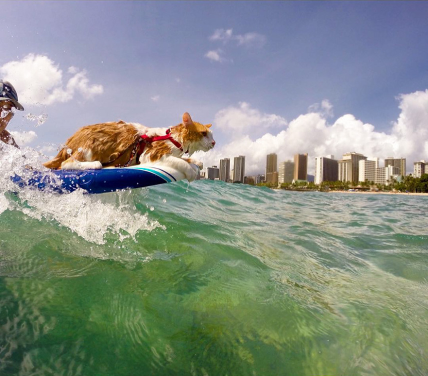 Kuli é um gatinho que perdeu a visão de um dos olhos. Se você acha que isso o limita na vida, está pra lá de enganado. Seus donos, Alexandra Gomez e Krista Littleton, moram em Honolulu, no Havaí, e desde seus seis meses de idade o levam para surfar com ele.  O gatinho foi resgatado das ruas  e estava abaixo do peso. Durante sua recuperação após uma cirurgia no olho, Kuli era constantemente banhado, o que fez se acostumar com a água. 