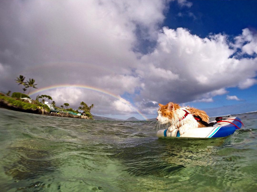 Kuli é um gatinho que perdeu a visão de um dos olhos. Se você acha que isso o limita na vida, está pra lá de enganado. Seus donos, Alexandra Gomez e Krista Littleton, moram em Honolulu, no Havaí, e desde seus seis meses de idade o levam para surfar com ele.  O gatinho foi resgatado das ruas  e estava abaixo do peso. Durante sua recuperação após uma cirurgia no olho, Kuli era constantemente banhado, o que fez se acostumar com a água. 