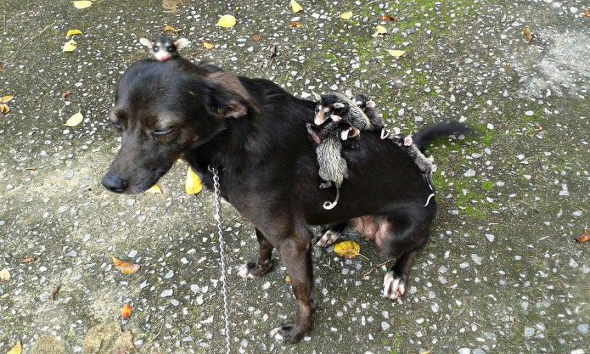 Cadela vira-lata adota gambazinhos órfãos e cuida deles como se fossem seus filhotes