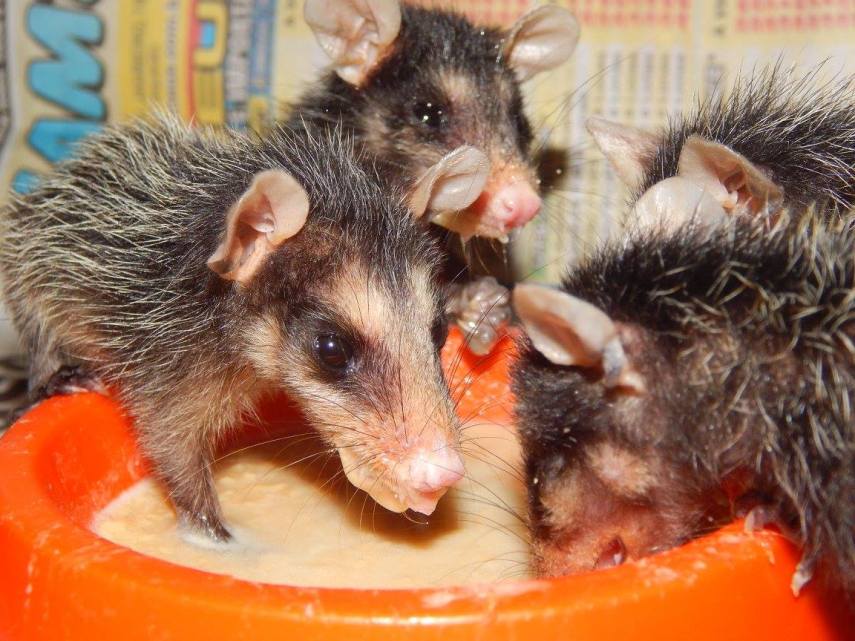 Cadela vira-lata adota gambazinhos órfãos e cuida deles como se fossem seus filhotes