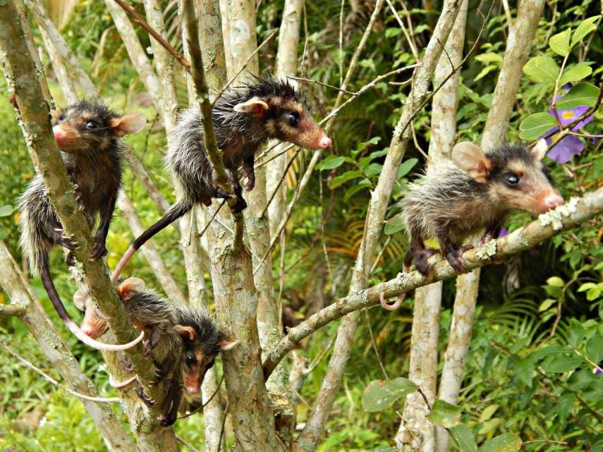 Cadela vira-lata adota gambazinhos órfãos e cuida deles como se fossem seus filhotes