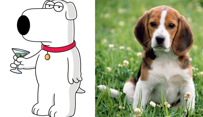 O cachorro dos Griffin em Family Guy é um Beagle. Os cães desta raça são corajosos, inteligentes e arteiros.