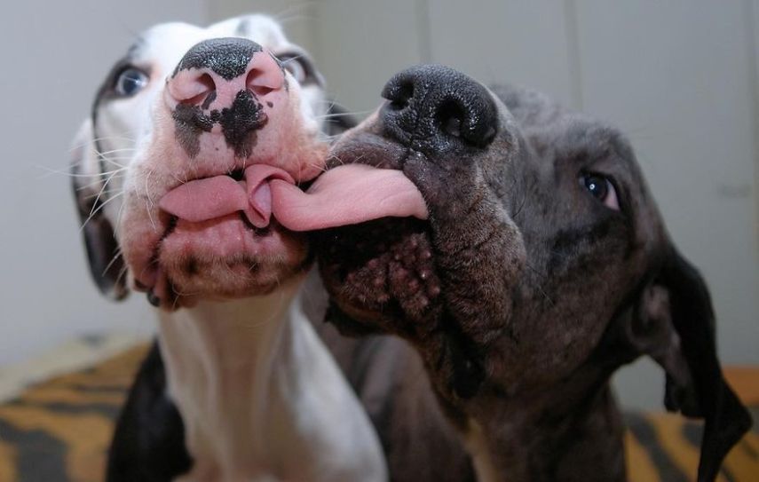 Conheça Mutka, o cachorro das mil faces