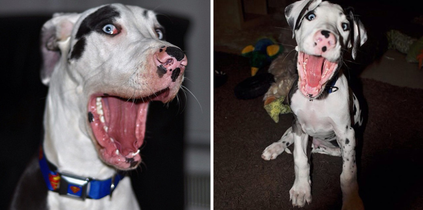 Conheça Mutka, o cachorro das mil faces