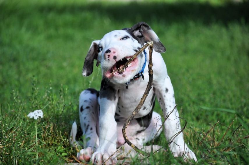 Conheça Mutka, o cachorro das mil faces