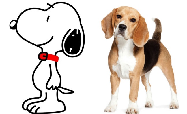 O mascote de Charlie Brown é um Beagle. Os Beagles são valentes e aprontam muito em casa.