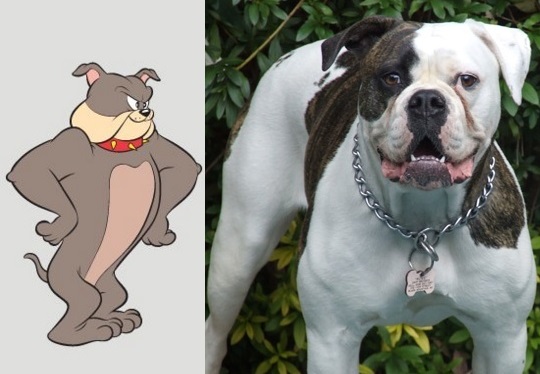 O fortão Spike é um buldogue americano que aparece em alguns episódios de Tom & Jerry tentando defender o gato cinza. Assim como Spike, os buldogues são robustos e amáveis.