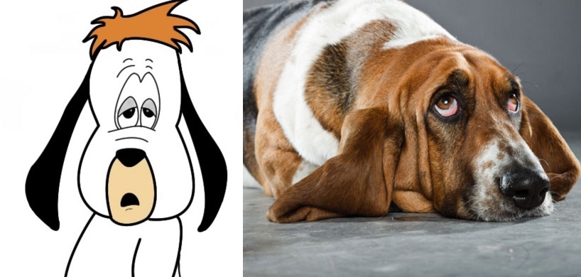 Esse desenho das antigas conta as aventuras de Droopy, um cachorro esperto que tem as mesmas olheiras e bochechas caídas dos cães da raça Basset Hound.