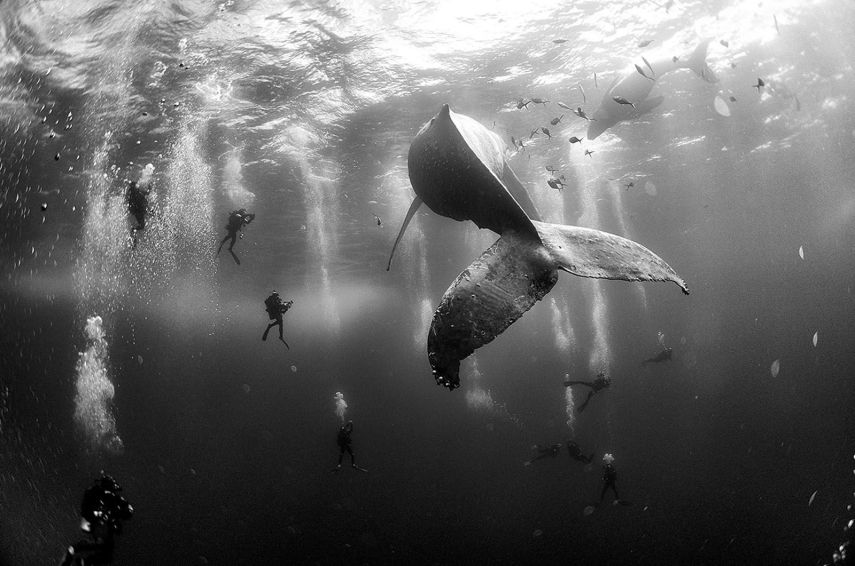 Baleia em praia mexicano em foto de Anuar Patjane Floriuk