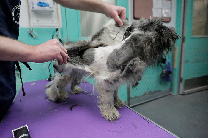 O tosador Mark Imhof deu uma nova chance a esses cães de um abrigo de Nova York. Banho e tosa de graça para os cães veteranos, para que eles tenham mais chances de serem adotados