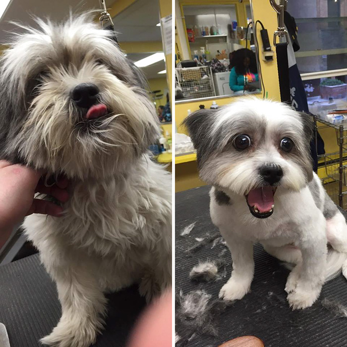 O tosador Mark Imhof deu uma nova chance a esses cães de um abrigo de Nova York. Banho e tosa de graça para os cães veteranos, para que eles tenham mais chances de serem adotados
