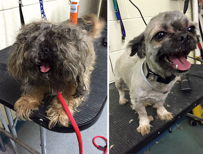 O tosador Mark Imhof deu uma nova chance a esses cães de um abrigo de Nova York. Banho e tosa de graça para os cães veteranos, para que eles tenham mais chances de serem adotados