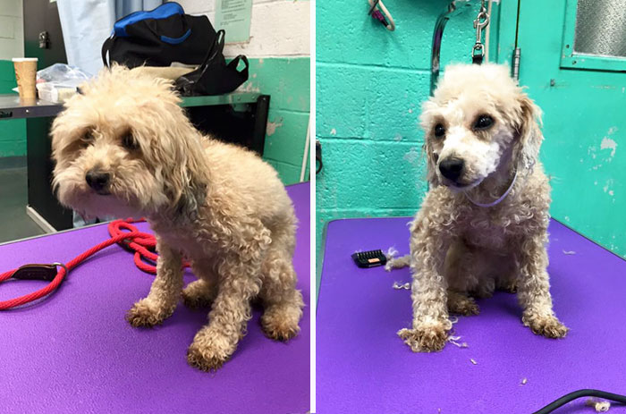O tosador Mark Imhof deu uma nova chance a esses cães de um abrigo de Nova York. Banho e tosa de graça para os cães veteranos, para que eles tenham mais chances de serem adotados