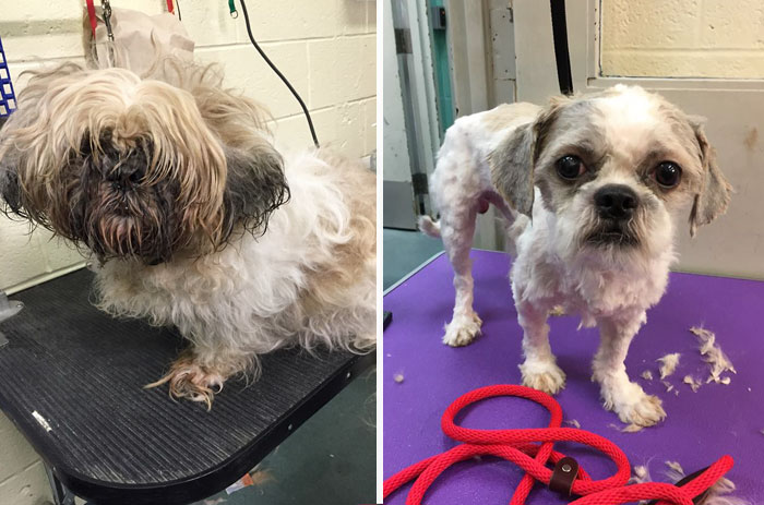 O tosador Mark Imhof deu uma nova chance a esses cães de um abrigo de Nova York. Banho e tosa de graça para os cães veteranos, para que eles tenham mais chances de serem adotados