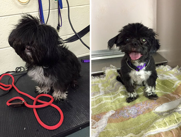 O tosador Mark Imhof deu uma nova chance a esses cães de um abrigo de Nova York. Banho e tosa de graça para os cães veteranos, para que eles tenham mais chances de serem adotados
