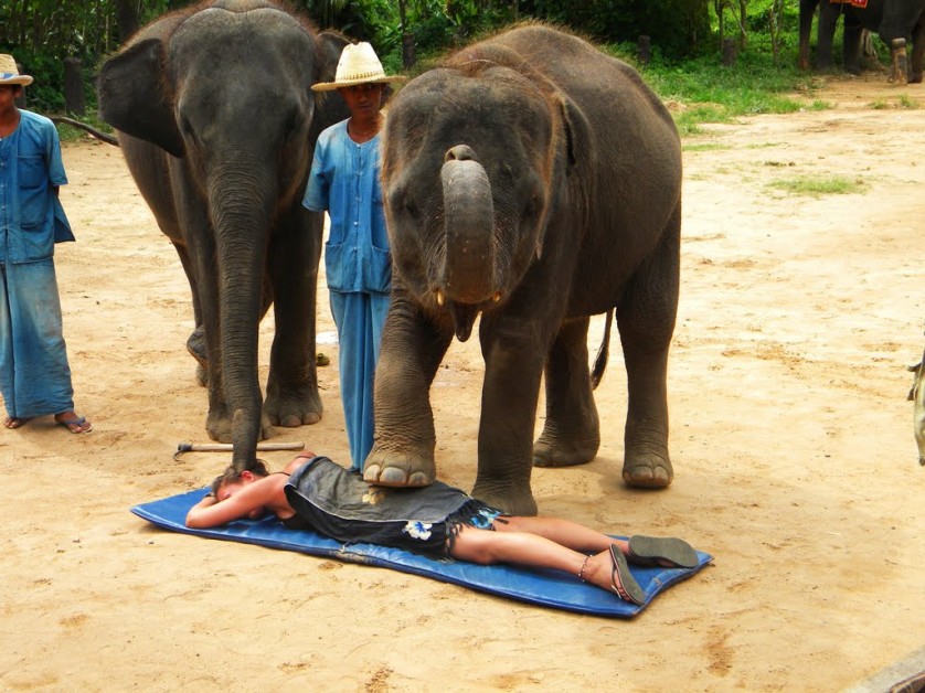 O elefante que tem ajudado a aliviar as dores nas costas em um parque turístico de Chiang, na Tailândia. Ele pesa cerca de 3 toneladas e foi treinado para realizar a pressão nas costas. Segundo seu treinador, é garantido que o elefante não irá machucar ninguém. Teria coragem? Custa aproximadamente US$10,00 (cerca de R$32,00) e tem a duração de 30 minutos