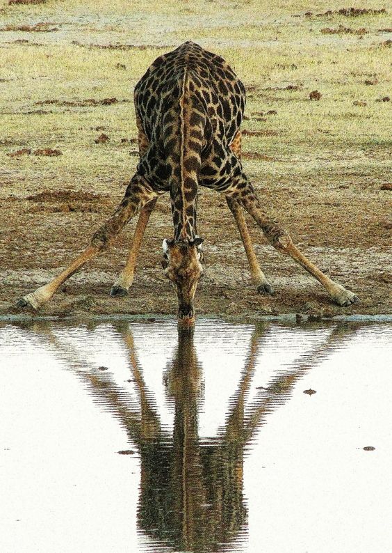 Já o Matobo National Park é o lugar certo para ver de perto rinocerontes e fazer safaris caminhando pela mata