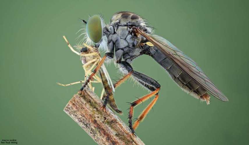 Lee Hua Ming é um fotógrafo malaio especializado em fotografias com lentes macro. Munido de sua lente 100mm e suas câmeras Canon 6D e 7D, ele registra closes incríveis de insetos e posta para o deleite de seus seguidores no Facebook.  Em seu perfil no site de fotógrafos 500px, ele ocasionalmente mostra algumas paisagens, mas a predominância do registro dos insetos é notável. Ming faz composições interessantes dos bichinhos transformando-os em monstros aterrorizantes.