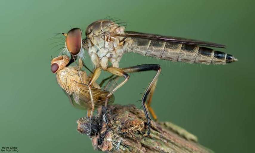 Lee Hua Ming é um fotógrafo malaio especializado em fotografias com lentes macro. Munido de sua lente 100mm e suas câmeras Canon 6D e 7D, ele registra closes incríveis de insetos e posta para o deleite de seus seguidores no Facebook.  Em seu perfil no site de fotógrafos 500px, ele ocasionalmente mostra algumas paisagens, mas a predominância do registro dos insetos é notável. Ming faz composições interessantes dos bichinhos transformando-os em monstros aterrorizantes.