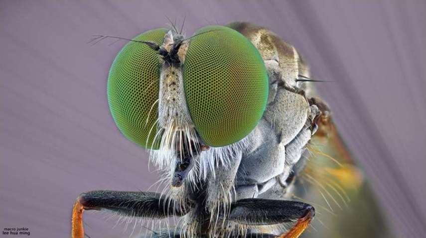 Lee Hua Ming é um fotógrafo malaio especializado em fotografias com lentes macro. Munido de sua lente 100mm e suas câmeras Canon 6D e 7D, ele registra closes incríveis de insetos e posta para o deleite de seus seguidores no Facebook.  Em seu perfil no site de fotógrafos 500px, ele ocasionalmente mostra algumas paisagens, mas a predominância do registro dos insetos é notável. Ming faz composições interessantes dos bichinhos transformando-os em monstros aterrorizantes.