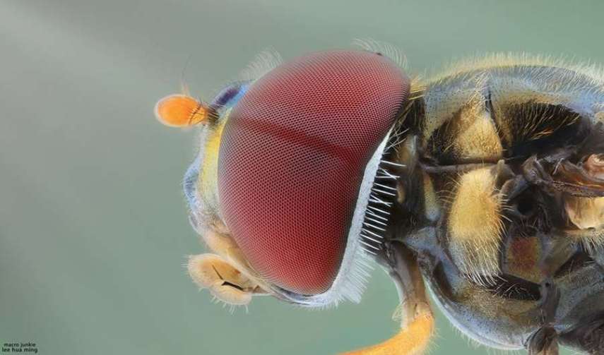 Lee Hua Ming é um fotógrafo malaio especializado em fotografias com lentes macro. Munido de sua lente 100mm e suas câmeras Canon 6D e 7D, ele registra closes incríveis de insetos e posta para o deleite de seus seguidores no Facebook.  Em seu perfil no site de fotógrafos 500px, ele ocasionalmente mostra algumas paisagens, mas a predominância do registro dos insetos é notável. Ming faz composições interessantes dos bichinhos transformando-os em monstros aterrorizantes.