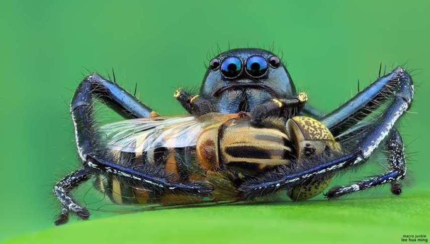 Lee Hua Ming é um fotógrafo malaio especializado em fotografias com lentes macro. Munido de sua lente 100mm e suas câmeras Canon 6D e 7D, ele registra closes incríveis de insetos e posta para o deleite de seus seguidores no Facebook.  Em seu perfil no site de fotógrafos 500px, ele ocasionalmente mostra algumas paisagens, mas a predominância do registro dos insetos é notável. Ming faz composições interessantes dos bichinhos transformando-os em monstros aterrorizantes.