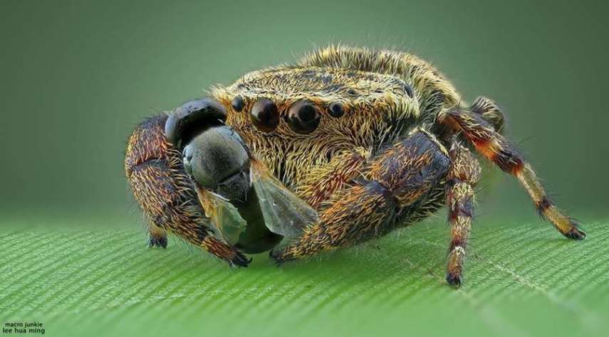 Lee Hua Ming é um fotógrafo malaio especializado em fotografias com lentes macro. Munido de sua lente 100mm e suas câmeras Canon 6D e 7D, ele registra closes incríveis de insetos e posta para o deleite de seus seguidores no Facebook.  Em seu perfil no site de fotógrafos 500px, ele ocasionalmente mostra algumas paisagens, mas a predominância do registro dos insetos é notável. Ming faz composições interessantes dos bichinhos transformando-os em monstros aterrorizantes.