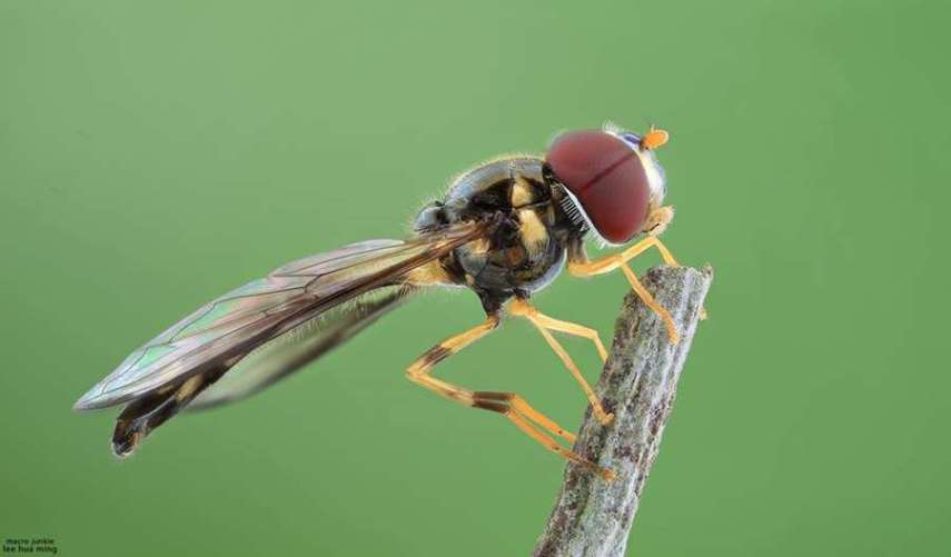 Lee Hua Ming é um fotógrafo malaio especializado em fotografias com lentes macro. Munido de sua lente 100mm e suas câmeras Canon 6D e 7D, ele registra closes incríveis de insetos e posta para o deleite de seus seguidores no Facebook.  Em seu perfil no site de fotógrafos 500px, ele ocasionalmente mostra algumas paisagens, mas a predominância do registro dos insetos é notável. Ming faz composições interessantes dos bichinhos transformando-os em monstros aterrorizantes.