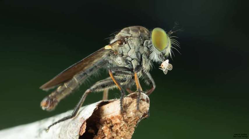 Lee Hua Ming é um fotógrafo malaio especializado em fotografias com lentes macro. Munido de sua lente 100mm e suas câmeras Canon 6D e 7D, ele registra closes incríveis de insetos e posta para o deleite de seus seguidores no Facebook.  Em seu perfil no site de fotógrafos 500px, ele ocasionalmente mostra algumas paisagens, mas a predominância do registro dos insetos é notável. Ming faz composições interessantes dos bichinhos transformando-os em monstros aterrorizantes.