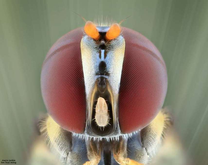 Lee Hua Ming é um fotógrafo malaio especializado em fotografias com lentes macro. Munido de sua lente 100mm e suas câmeras Canon 6D e 7D, ele registra closes incríveis de insetos e posta para o deleite de seus seguidores no Facebook.  Em seu perfil no site de fotógrafos 500px, ele ocasionalmente mostra algumas paisagens, mas a predominância do registro dos insetos é notável. Ming faz composições interessantes dos bichinhos transformando-os em monstros aterrorizantes.