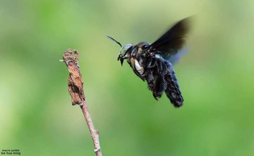 Lee Hua Ming é um fotógrafo malaio especializado em fotografias com lentes macro. Munido de sua lente 100mm e suas câmeras Canon 6D e 7D, ele registra closes incríveis de insetos e posta para o deleite de seus seguidores no Facebook.  Em seu perfil no site de fotógrafos 500px, ele ocasionalmente mostra algumas paisagens, mas a predominância do registro dos insetos é notável. Ming faz composições interessantes dos bichinhos transformando-os em monstros aterrorizantes.