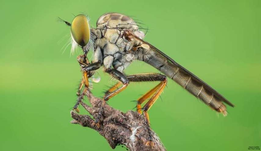 Lee Hua Ming é um fotógrafo malaio especializado em fotografias com lentes macro. Munido de sua lente 100mm e suas câmeras Canon 6D e 7D, ele registra closes incríveis de insetos e posta para o deleite de seus seguidores no Facebook.  Em seu perfil no site de fotógrafos 500px, ele ocasionalmente mostra algumas paisagens, mas a predominância do registro dos insetos é notável. Ming faz composições interessantes dos bichinhos transformando-os em monstros aterrorizantes.