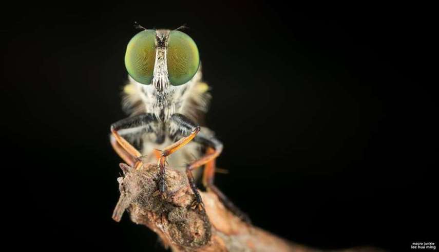 Lee Hua Ming é um fotógrafo malaio especializado em fotografias com lentes macro. Munido de sua lente 100mm e suas câmeras Canon 6D e 7D, ele registra closes incríveis de insetos e posta para o deleite de seus seguidores no Facebook.  Em seu perfil no site de fotógrafos 500px, ele ocasionalmente mostra algumas paisagens, mas a predominância do registro dos insetos é notável. Ming faz composições interessantes dos bichinhos transformando-os em monstros aterrorizantes.