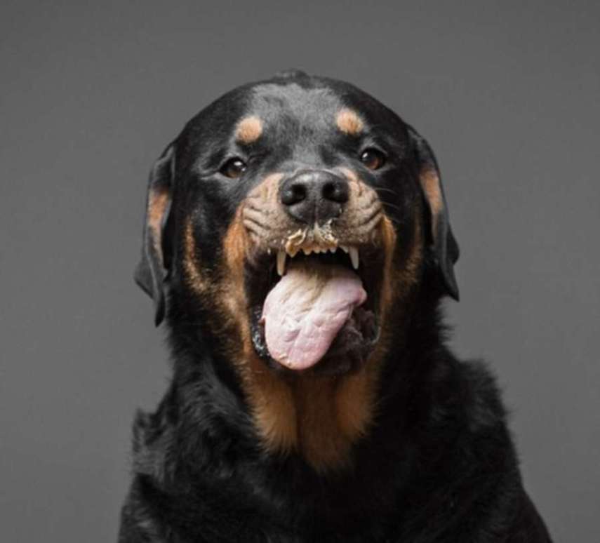 O fotógrafo americano Greg Murray teve uma ideia fofa: fazer uma série fotográfica de cães experimentando pasta de amendoim pela primeira vez.  Em entrevista ao Daily Mail, Murray contou que a sacada surgiu quando ele tentava clicar o próprio cachorro que não parava quieto. O fotógrafo disse que ofereceu um pouco do alimento para o bichinho e, enquanto o Mastiff degustava o creme grudento, conseguiu registrar uma de suas fotos favoritas do melhor amigo.  Greg Murray já fotografou cerca de 50 cães para o trabalho intitulado 'For The Love Of Peanut Butter' e, futuramente, pretende lançar um livro com caretas divertidas de 80 peludos.