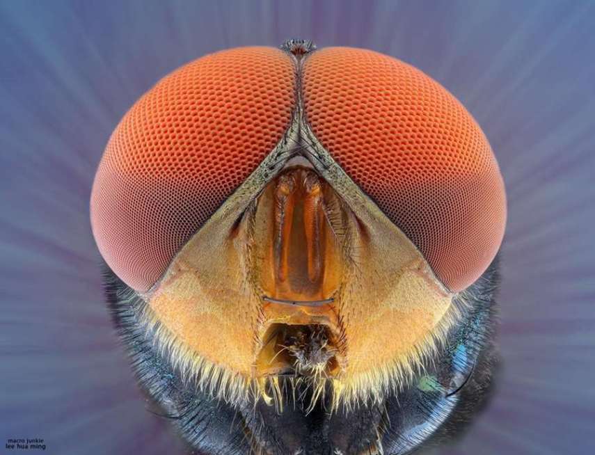 Lee Hua Ming é um fotógrafo malaio especializado em fotografias com lentes macro. Munido de sua lente 100mm e suas câmeras Canon 6D e 7D, ele registra closes incríveis de insetos e posta para o deleite de seus seguidores no Facebook.  Em seu perfil no site de fotógrafos 500px, ele ocasionalmente mostra algumas paisagens, mas a predominância do registro dos insetos é notável. Ming faz composições interessantes dos bichinhos transformando-os em monstros aterrorizantes.