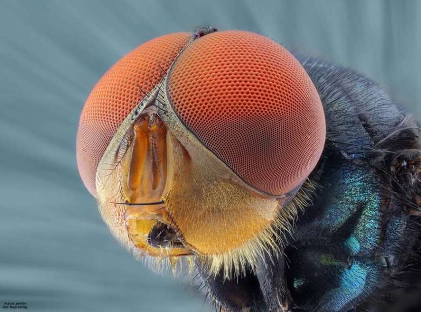 Lee Hua Ming é um fotógrafo malaio especializado em fotografias com lentes macro. Munido de sua lente 100mm e suas câmeras Canon 6D e 7D, ele registra closes incríveis de insetos e posta para o deleite de seus seguidores no Facebook.  Em seu perfil no site de fotógrafos 500px, ele ocasionalmente mostra algumas paisagens, mas a predominância do registro dos insetos é notável. Ming faz composições interessantes dos bichinhos transformando-os em monstros aterrorizantes.